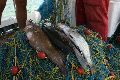 fishingboatsgallery